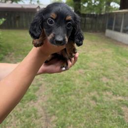 Fluffy - Black and tan female Dachshund puppy in Texarkana, Arkansas from Cadie Bounds