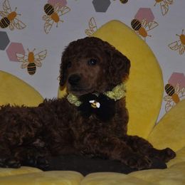 Poodle Puppies from Noblelee Kennel