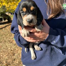 Male 3 - Black brown and white male Basset Hound puppy in Lindley, New York from Hill Top Basset Hounds & Cane Corso