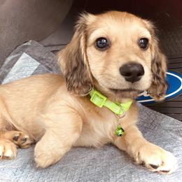 Dachshund Puppies from Northwest Dachshunds