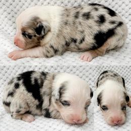 Blue Merle female - Blue merle female Miniature Australian Shepherd puppy in Brooker, Florida from Honey, I Shrunk the Aussies
