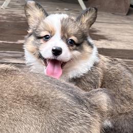 Pembroke Welsh Corgi Puppies from Newlands Insane Danes and Corgis