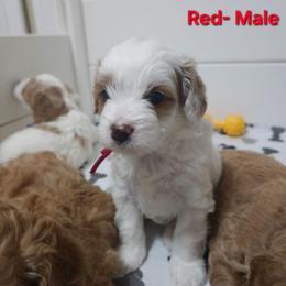 Red collar - White male Cavapoo puppy in Galena, Missouri from May's Country Cavapoos & Havapoos