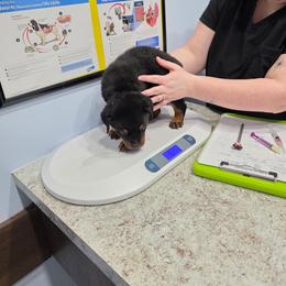 Female 3 - Black and mahogany female Rottweiler puppy in Humble, Texas from Inexorable Haus Early Rotts