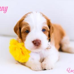 Sunny - Caramel red female Australian Labradoodle puppy in Diamond Bar, California from Furrytaildoodles
