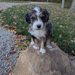 Freddy - Blue merle male Bernedoodle puppy in Beach City, Ohio from Blue Cloud Doodles