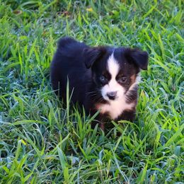 Main Street - Black tri male Toy Australian Shepherd puppy in Central Islip, New York from Fifth Avenue Australian Shepherds
