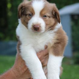 Miniature Australian Shepherd Puppies from Copper Line Aussies