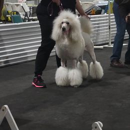 Poodles from Kasora Poodles