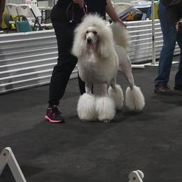 Poodles from Kasora Poodles