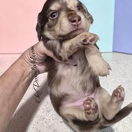 Warren - Chocolate and cream male Dachshund puppy in Oklahoma City, Oklahoma from OkieDoxieland Dachshunds