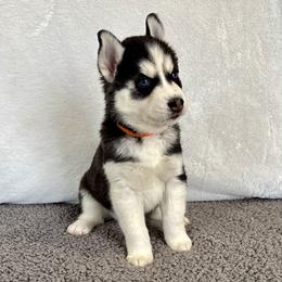 Bailey (Orange) - Black and white female Siberian Husky puppy in Ellijay, Georgia from Appalachian Siberians LLC