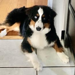 Miniature American Shepherd All Grown Up from Greenwood Acres Kennel