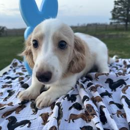McDreamy - Cream male Dachshund puppy in Hudson, Michigan from Mittentail Kennel Miniature Dachshunds & Australian Shepherds