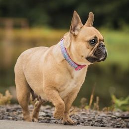 Ruby - French Bulldog