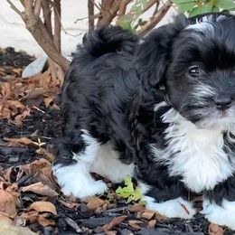 Havanese from Rag Muffins