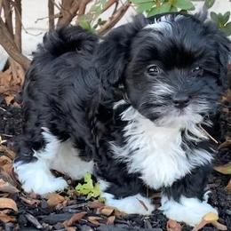 Havanese from Rag Muffins