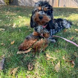 Ginger - Cockapoo