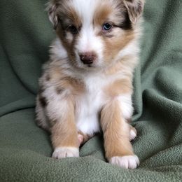 "Ruby x Ben's dad" Australian Shepherd Puppies from Cedar Creek Farm