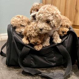 Cavapoo, Cockapoo, Goldendoodle, and Maltipoo Puppies from Perdue Puppies