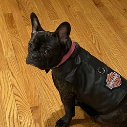 Misha - French Bulldog