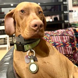 Maverick - Vizsla