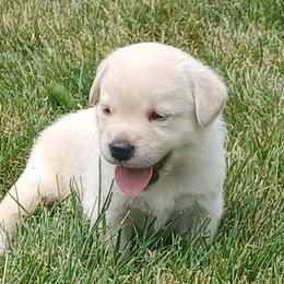 Labrador Retriever Puppies from Ganderwood