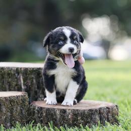 Chai - Black tri female Miniature Australian Shepherd puppy in White Oak, Texas from Triple Lake Ranch Miniature Australian Shepherds