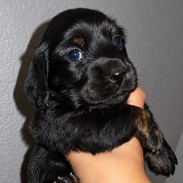 Penny - Black and tan female Dachshund puppy in Coachella, California from Liliana's Dachshunds