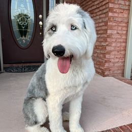 Marsha - Old English Sheepdog