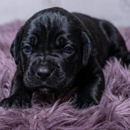 Black Girl 6 - Black female Cane Corso puppy in Haslet, Texas from Trained To Go Corso Kennels (T.T.G. Corso Kennels)
