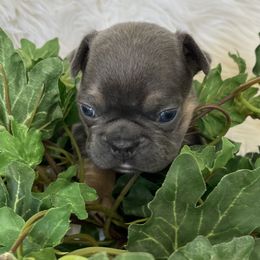 French Bulldog Puppies from Dunromin Farm