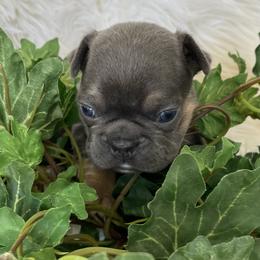 French Bulldog Puppies from Dunromin Farm