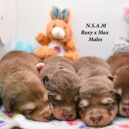 Alaskan Malamute Puppies from North Shore Alaskan Malamutes