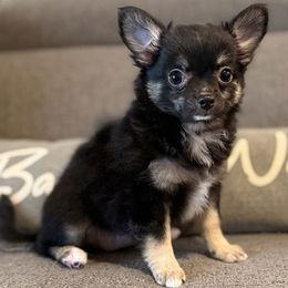 Lilith - Black and tan female Chihuahua puppy in Orlando, Florida from Figgy’s Chihuahuas