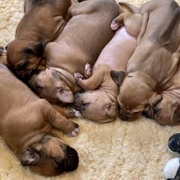 Rhodesian Ridgeback Puppies from Lyonnese Rhodesian Ridgebacks
