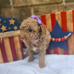 Purple Collar Girl - Apricot female Poodle puppy in Gainesville, Missouri from Merrell Pups
