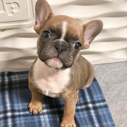 Girl 4 - Fawn and white female French Bulldog puppy in Spanaway, Washington from Frog Faced Frenchies
