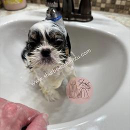 Shih Tzu Puppies from Shurbeez Shih Tzu