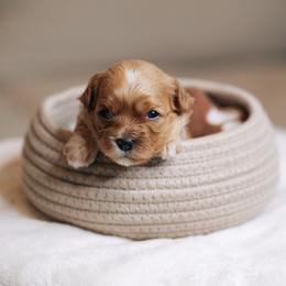 Light pink collar girl - Red female Cavapoo puppy in Duncan, South Carolina from Abner Creek Poodles & Doodles