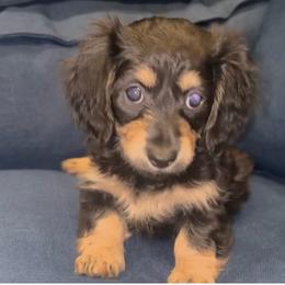 Nova (Girl 1) - Black and cream female Dachshund puppy in Corona, California from M & M Doxies