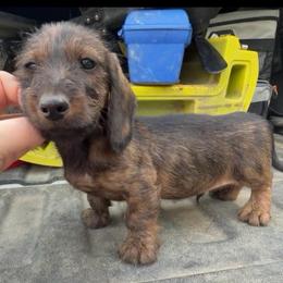 Beethoven - Brindle male Dachshund puppy in Livingston, Kentucky from Illyria Dox & GSD