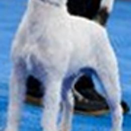 Parson Russell Terriers and Polish Lowland Sheepdogs from Stonebrook