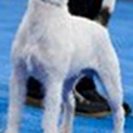 Parson Russell Terriers and Polish Lowland Sheepdogs from Stonebrook