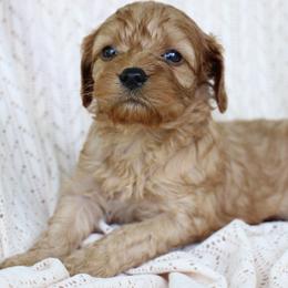 River - Apricot male Cavapoo puppy in Lewisburg, Pennsylvania from Cinda's Cavapoos