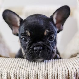 French Bulldog Puppies from Wind Ridge Frenchies