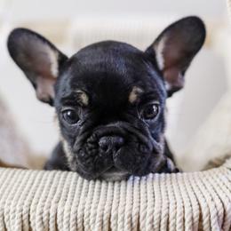 French Bulldog Puppies from Wind Ridge Frenchies