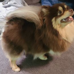 Persephone  - Pomeranian