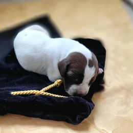 Boy 4 - male German Shorthaired Pointer puppy in Kalamazoo, Michigan from Marshall's Shorthairs