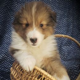 3 Georgie - Sable and white female Shetland Sheepdog puppy in Anderson, Indiana from Sheri Harris's Shetland Sheepdogs